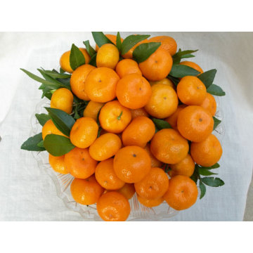 Top Qualität für gelbe Nabel Orange